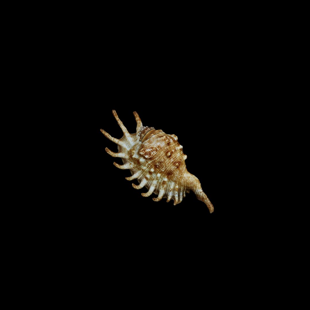 Spider Conch (Lambis Millepeda)