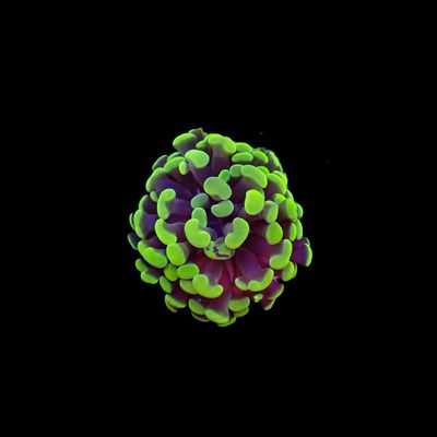 Toxic Green Hammer - 1-3 Head Frag (Fimbriaphyllia Ancora)