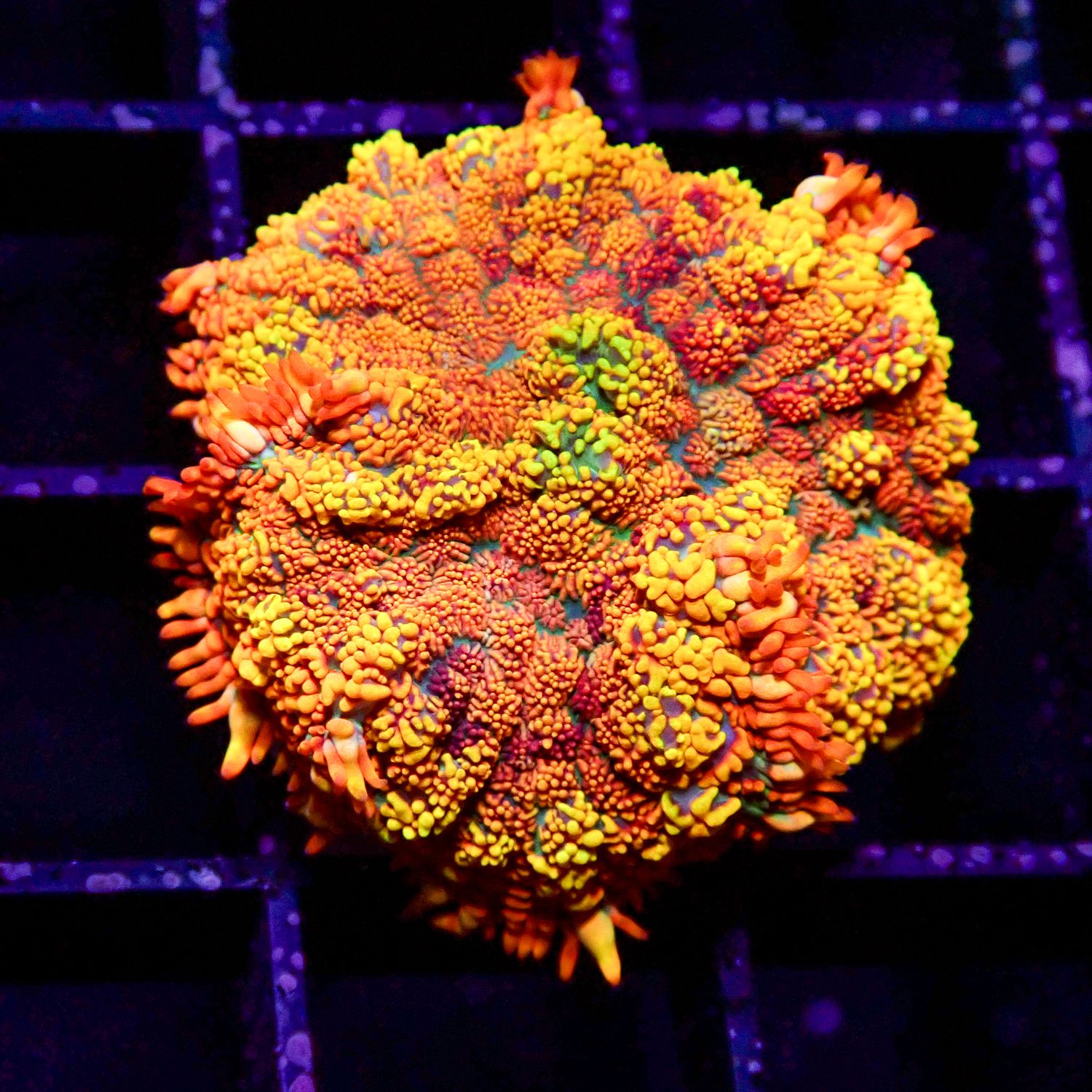 AI Maui Waui  (Rhodactis Spp.)