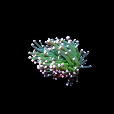 Mandarin Torch - 1 Head (Euphyllia Glabrescens)