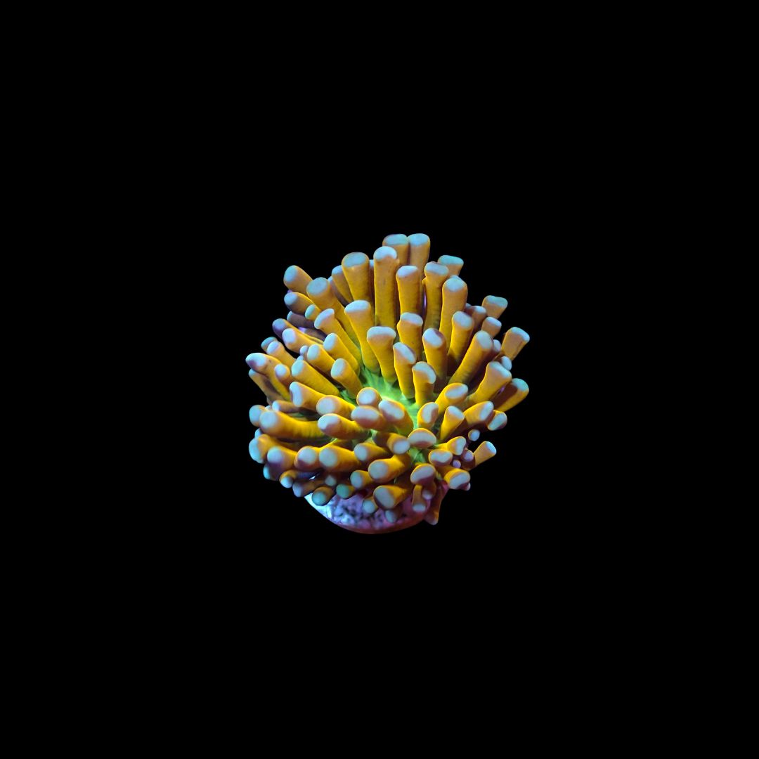 AI Cristata Banana (Euphyllia Cristata)