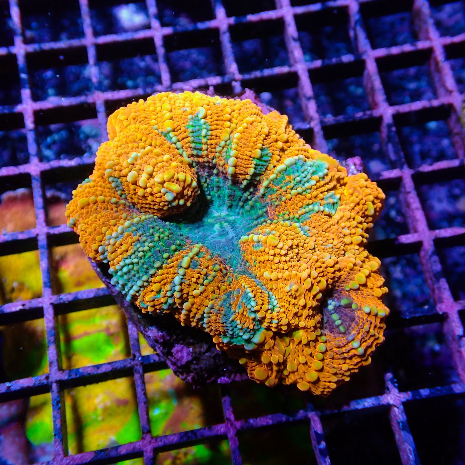 Indo Rainbow Bowerbanki  2 (Homophyllia Bowerbanki)