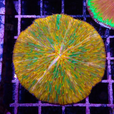 Orange Splatter Plate Coral (Fungia Spp.)