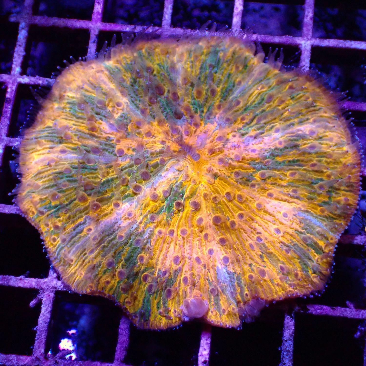 Orange Splatter Plate Coral (Fungia Spp.)