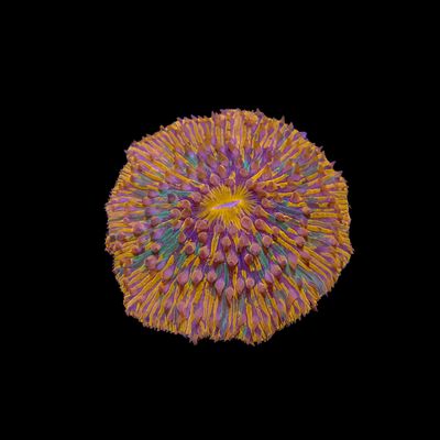 Orange Splatter Plate Coral (Fungia Spp.)