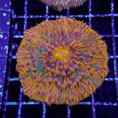 Orange Splatter Plate Coral (Fungia Spp.)