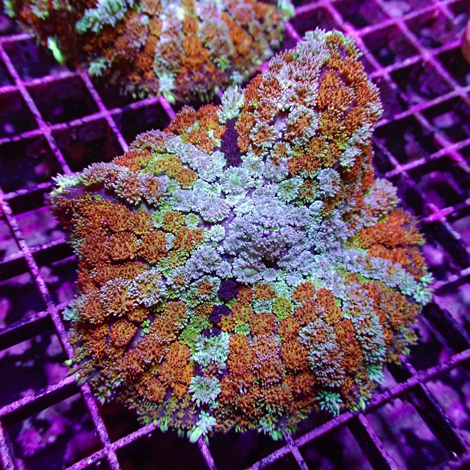 Rainbow Rhodactis (Rhodactis Spp.)