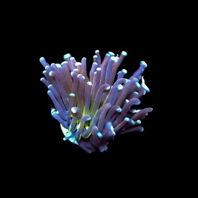 AI Tiger Knicks - 1 Head (Euphyllia Glabrescens)