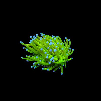 AI Prenup Holy Grail - 1 Head (Euphyllia Glabrescens)