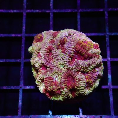 Pink Boobies Favia - Frag (Favia Spp.)