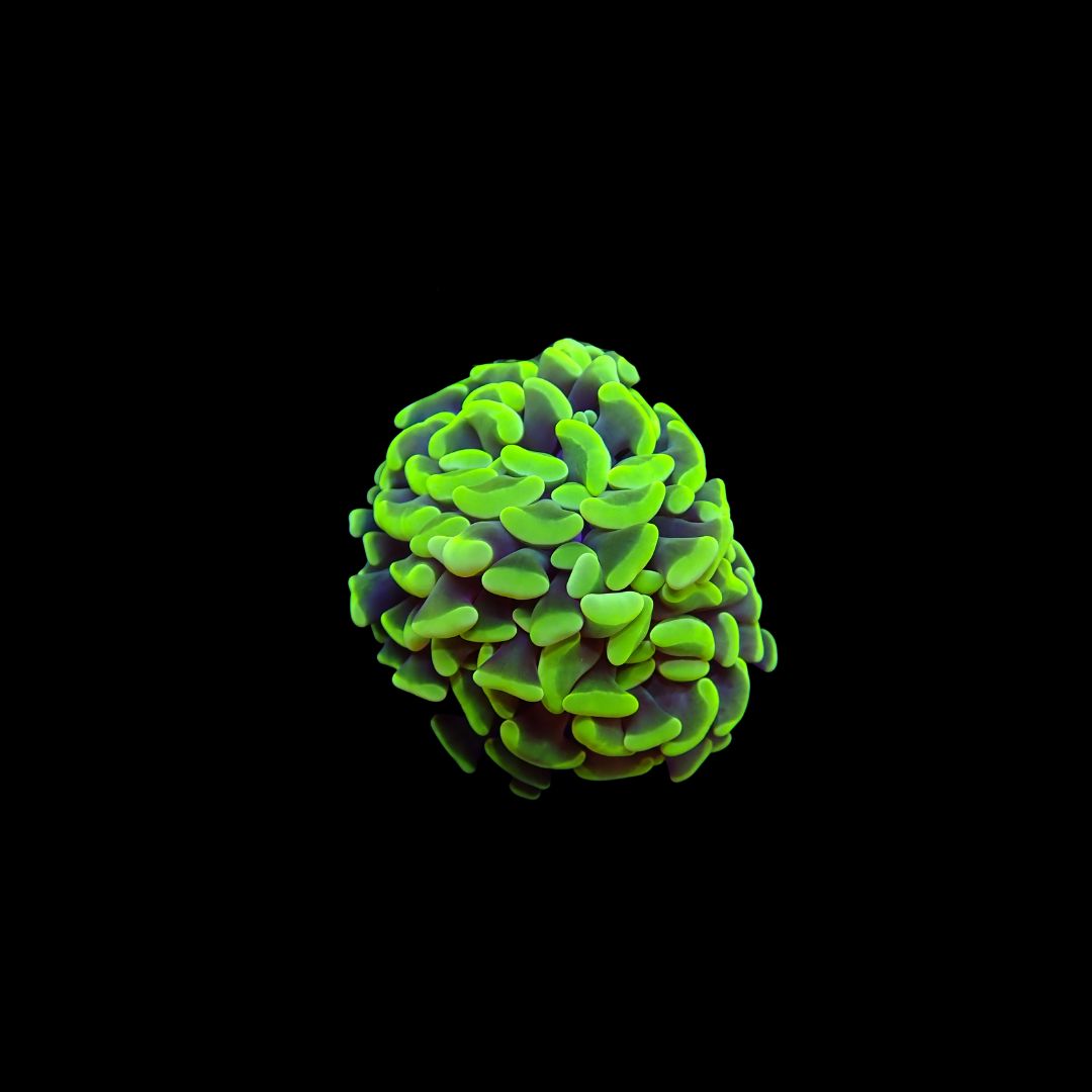Highlight Hammer  Hammer - 1-2 Head Frags (Fimbriaphyllia Cristata)