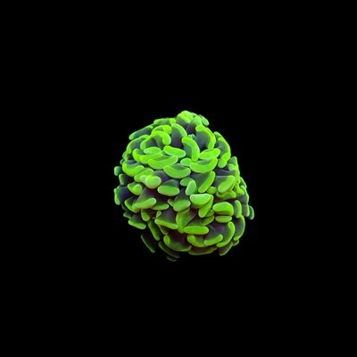 Highlight Hammer Hammer - 1-2 Head Frags (Fimbriaphyllia Cristata)