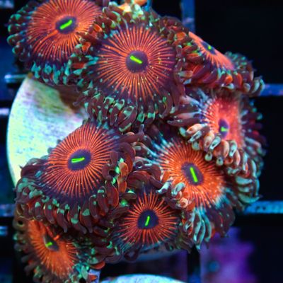 Seduction Zoa - 3+ Polyp Frags (Zoanthid Sp.)