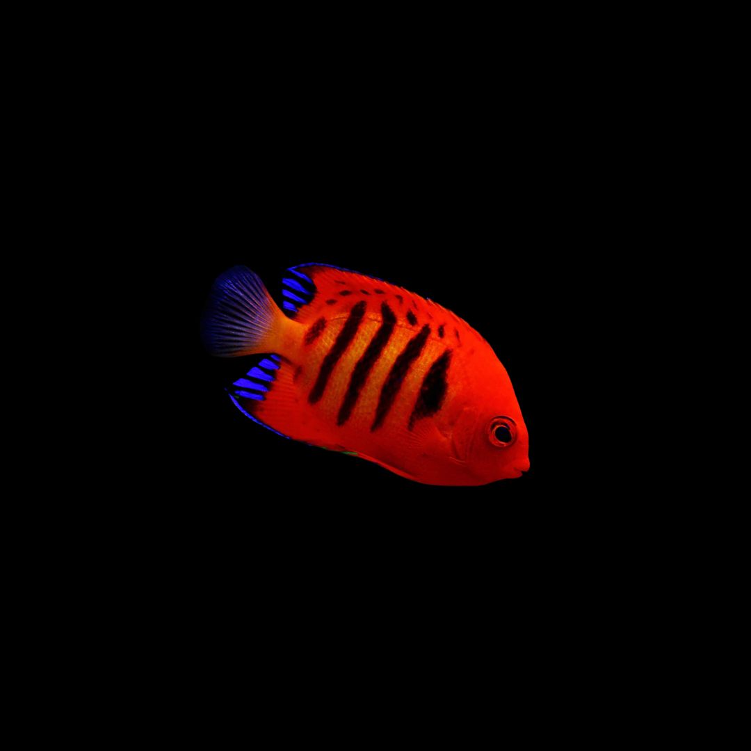 Flame Angel Fish - Tahiti (Centropyge Loriculus)