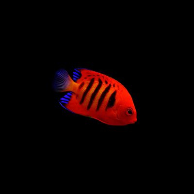 Flame Angel Fish - Tahiti (Centropyge Loriculus)