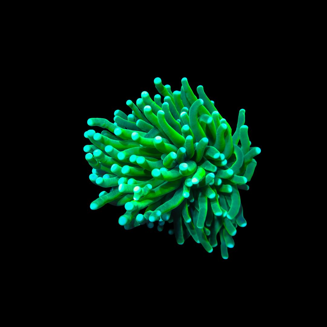 Green Torch - 1 Head (Euphyllia Glabrescens)