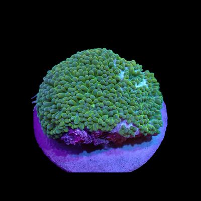 Pearl Bubble Coral (Physogyra Lichtensteini)