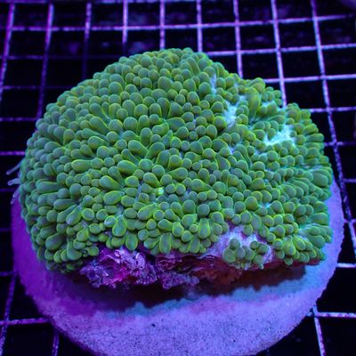 Pearl Bubble Coral (Physogyra Lichtensteini)