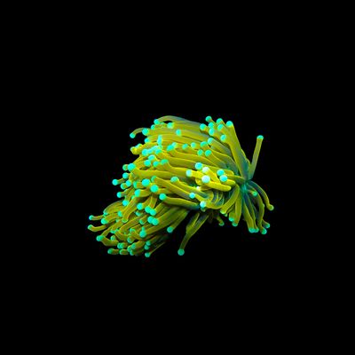 Baby Grail Torch - 1 Head (Euphyllia Glabrescens)