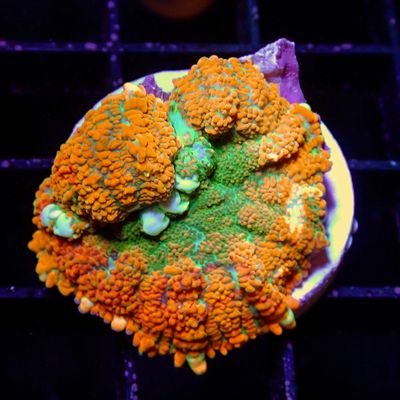 Mai Tai Bounce Mushroom - Per Polyp (Rhodactis Sp.)