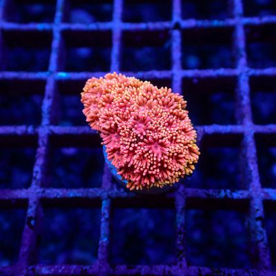 Short Tentacle Rainbow Goni - WYSIWYG 3 (Goniopora sp.)