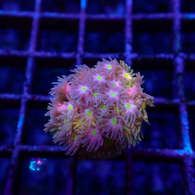 Short Tentacle Rainbow Goni - WYSIWYG 5 (Goniopora sp.)