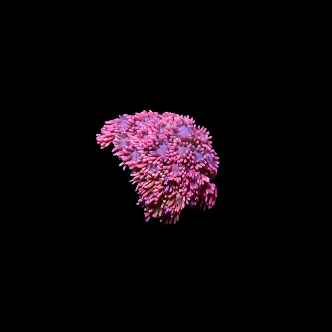 Short Tentacle Rainbow Goni - WYSIWYG 7 (Goniopora sp.)