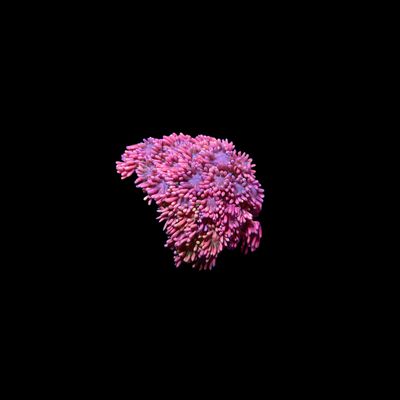 Short Tentacle Rainbow Goni - WYSIWYG 7 (Goniopora sp.)