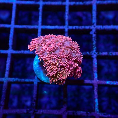 Short Tentacle Rainbow Goni - WYSIWYG 7 (Goniopora sp.)