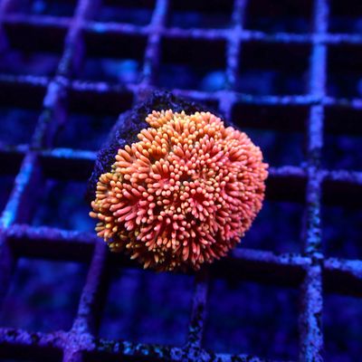 Short Tentacle Rainbow Goni - WYSIWYG 2 (Goniopora sp.)