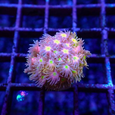 Short Tentacle Rainbow Goni - WYSIWYG 4 (Goniopora sp.)