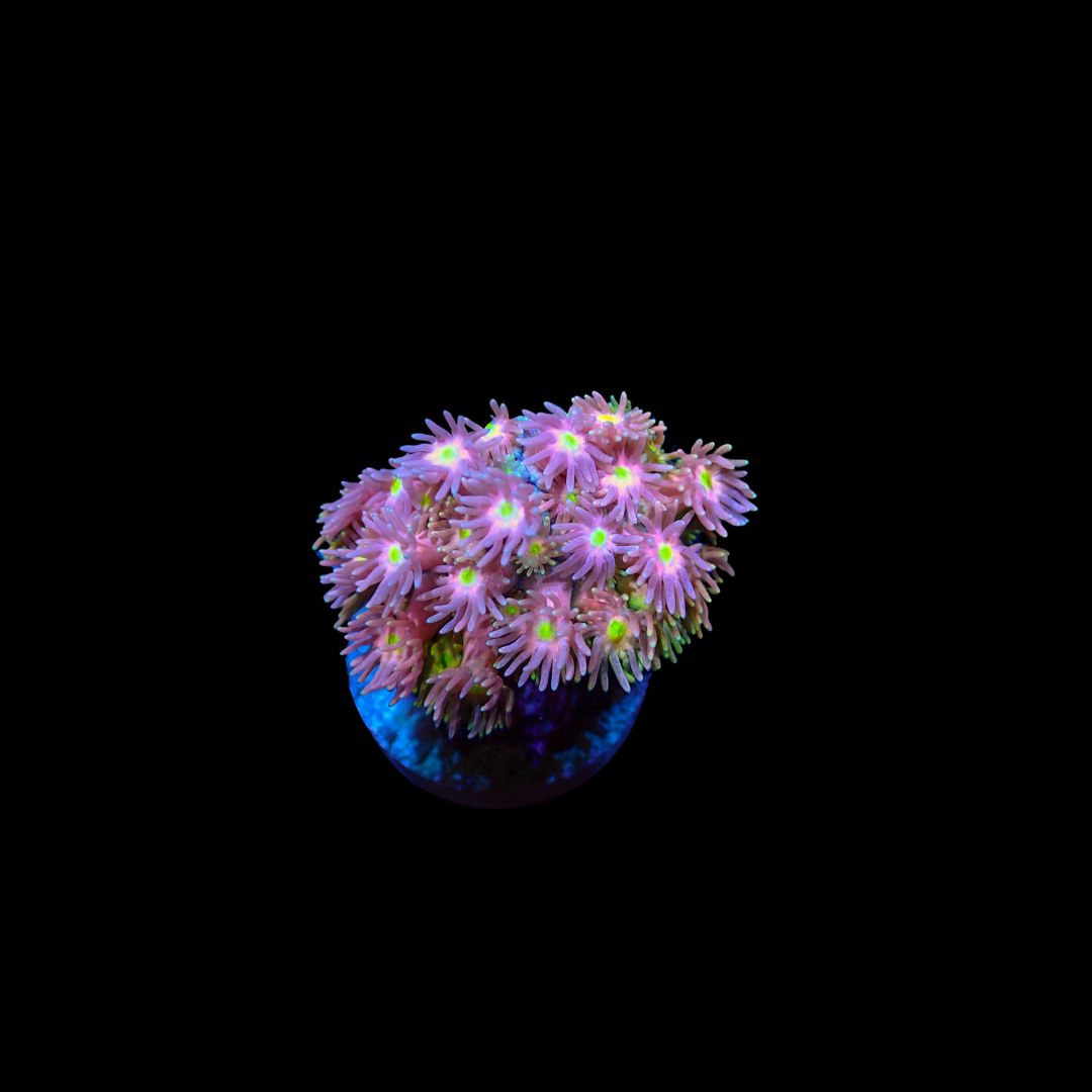 Short Tentacle Rainbow Goni - WYSIWYG 6 (Goniopora sp.)