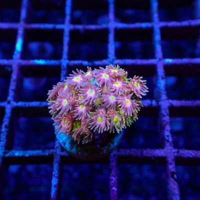 Short Tentacle Rainbow Goni - WYSIWYG 6 (Goniopora sp.)