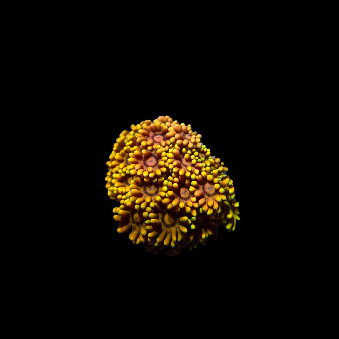 Gold Dust Goni - Frag  (Goniopora sp.)