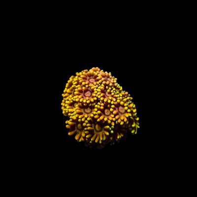 Gold Dust Goni - Frag  (Goniopora sp.)