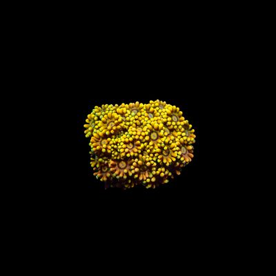 Gold Dust Goni - Frag  (Goniopora sp.)