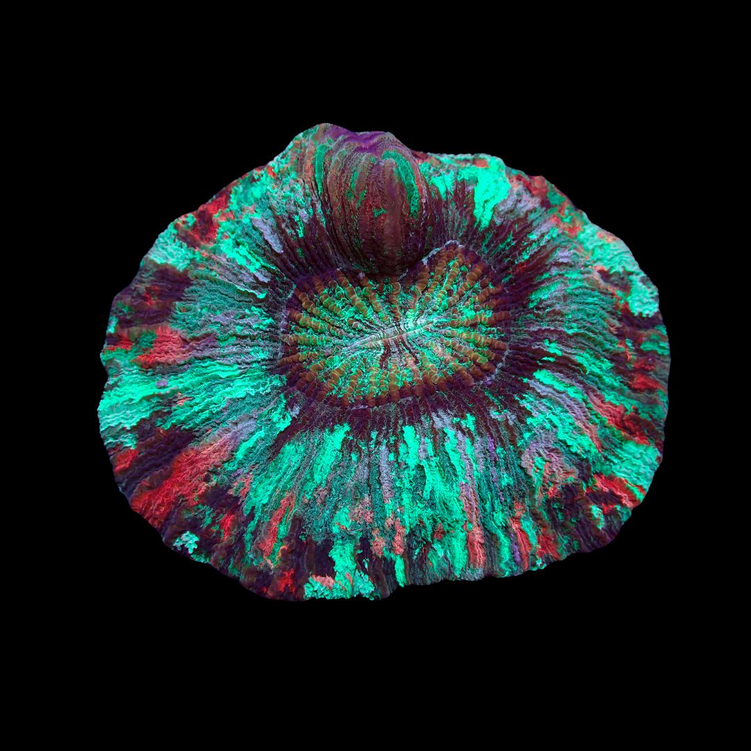 Wellso Folded Brain Coral 9 (Trachyphyllia radiata)