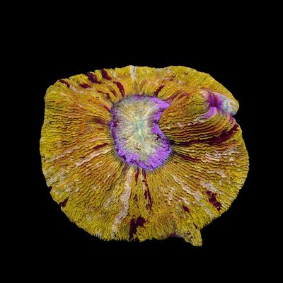 Wellso Folded Brain Coral Yellow (Trachyphyllia radiata)