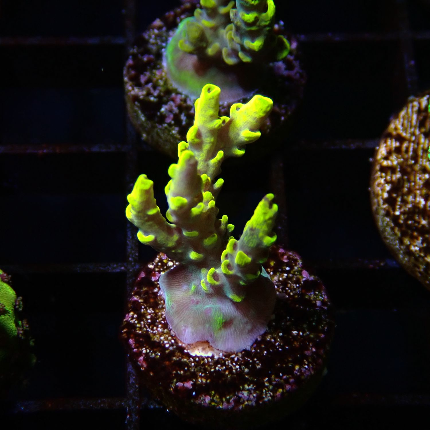 Tyree Pink Lemonade - Mini Colonies (Acropora Sp.)