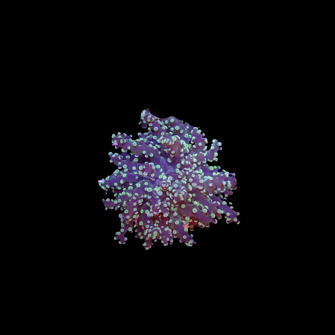 Rasta Frogspawn - 1-2 Head Frags (Euphyllia Divisa)