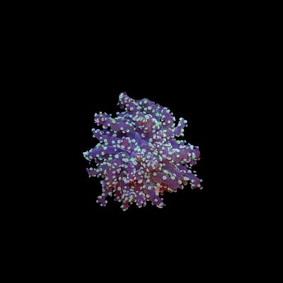 Rasta Frogspawn - 1-2 Head Frags (Euphyllia Divisa)