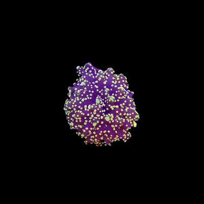 Joker Frogspawn - 1-2 Head Frags (Euphyllia Divisa)