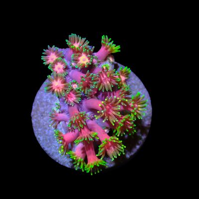 Rainbow Goni - 1.5" Frag (Goniopora Sp.)