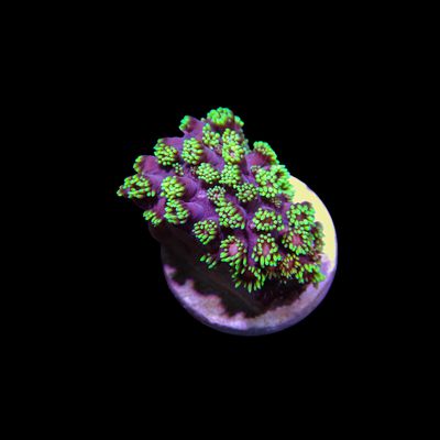 WWC Hail Hydra Goni - 1" Frags (Goniopora Sp.)