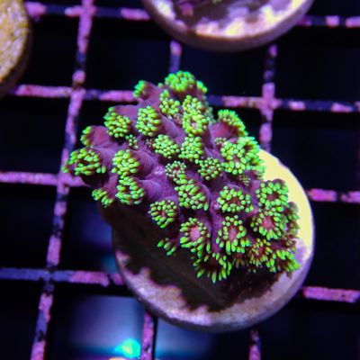 WWC Hail Hydra Goni - 1" Frags (Goniopora Sp.)