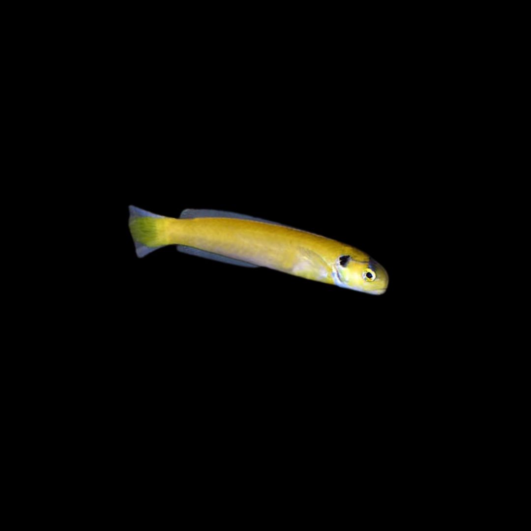 Yellow-spotted Tilefish (Hoplolatilus fourmanoiri)