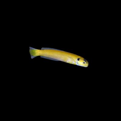 Yellow-spotted Tilefish (Hoplolatilus fourmanoiri)