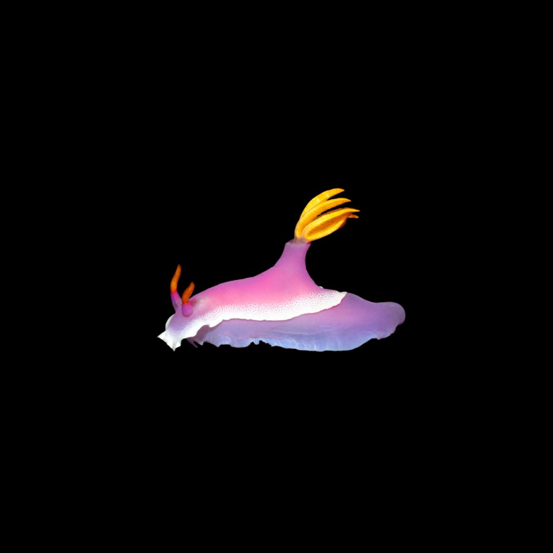 Bubblegum Nudibranch (Hypselodoris Apolegma)