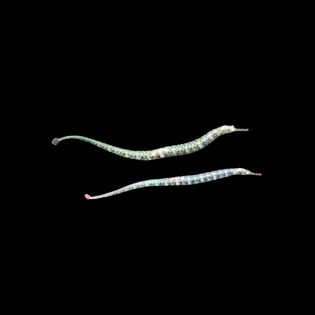Australian Pipefish (Corythoichthys Intestinalis)