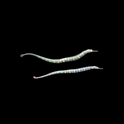 Australian Pipefish (Corythoichthys Intestinalis)